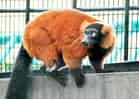 動物図鑑・アカエリマキキツネザルの写真 2